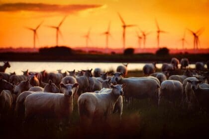 herd turbines