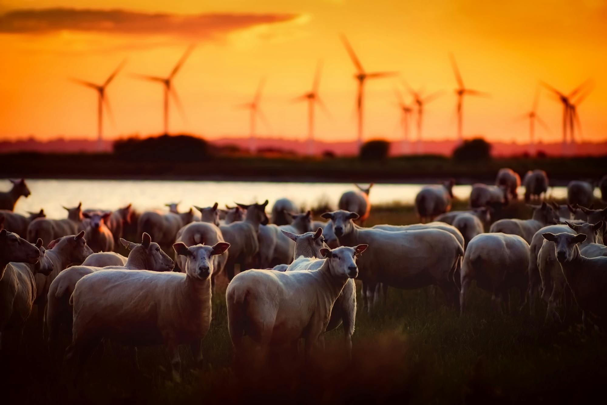 herd turbines